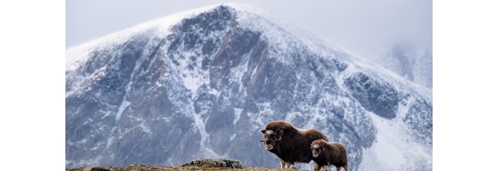 Hike through Dovrefjell